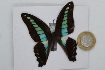 Papillon naturel non monté - Taille Small et Medium - 14 , sku811