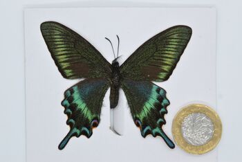 Papillon naturel non monté - Taille Small et Medium - 15 , sku812 1