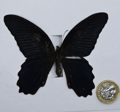 Natural unmounted butterfly - Large size - 16 , sku819