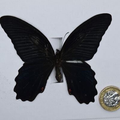 Papillon naturel non monté - Grand modèle - 16 , sku819