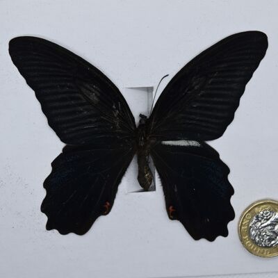 Natural unmounted butterfly - Large size - 16 , sku819