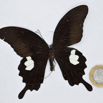 Natural unmounted butterfly - Large size - 9 , sku818