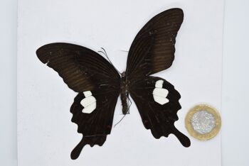 Papillon naturel non monté - Grand modèle - 9 , sku818