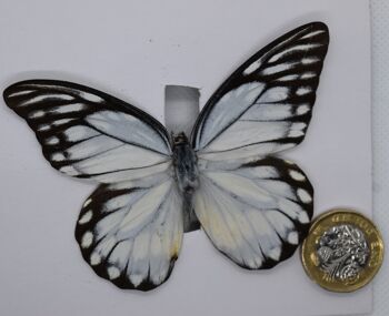 Papillon naturel non monté - Grand modèle - 17 , sku820