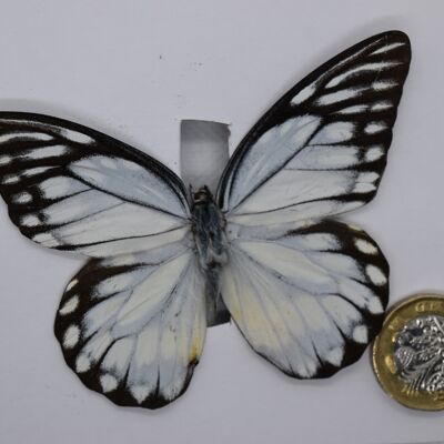 Natural unmounted butterfly - Large size - 17 , sku820