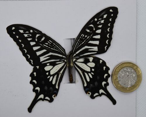 Natural unmounted butterfly - Large size - 18 , sku821