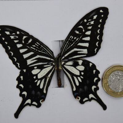 Natural unmounted butterfly - Large size - 18 , sku821