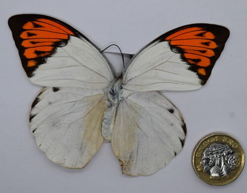 Natural unmounted butterfly - Large size - 19 , sku822