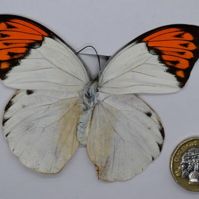 Mariposa natural sin montar - Talla grande - 19 , sku822