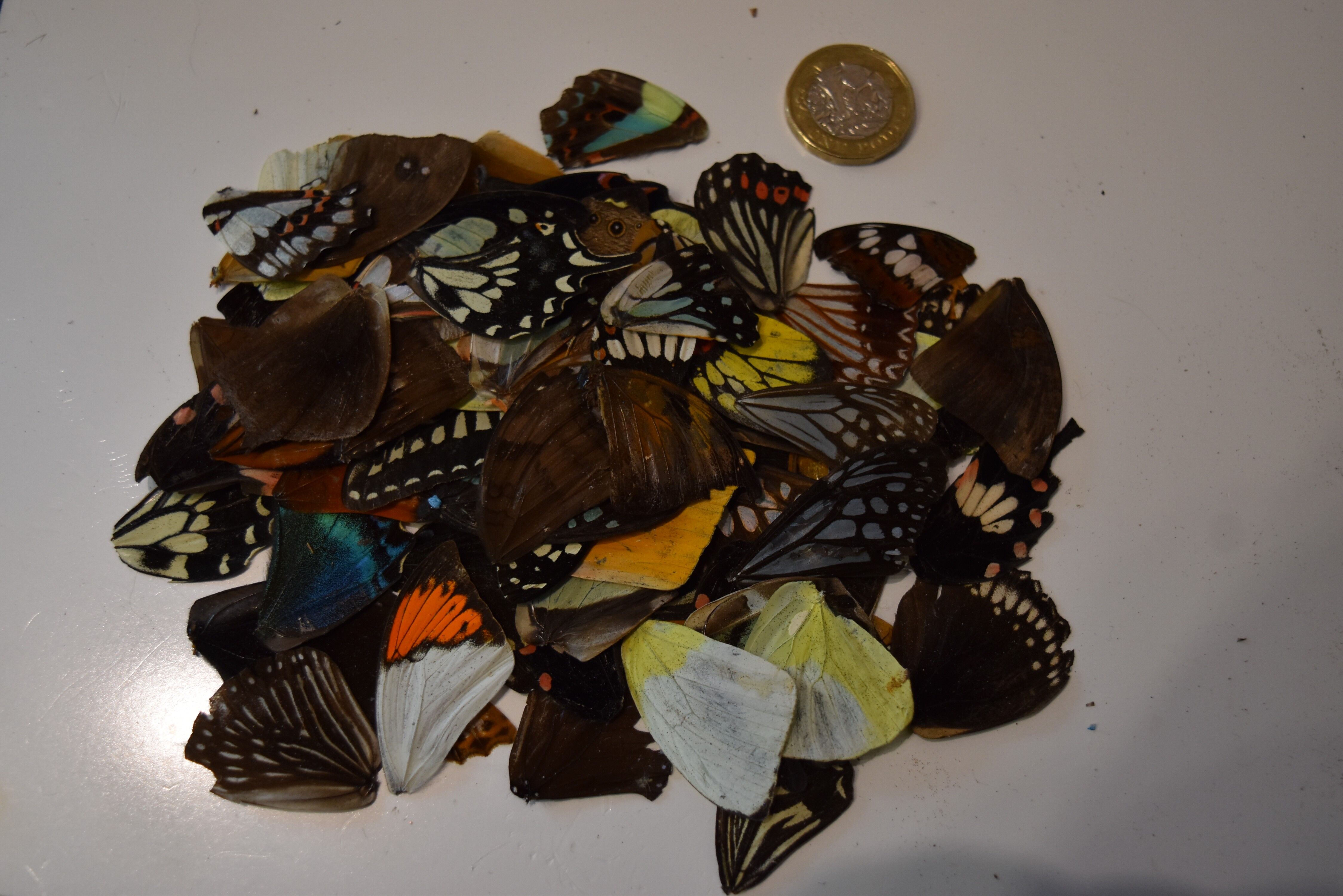 Ali di farfalla naturali - 5 pezzi/confezione, ali-di-farfalla naturali-confezione-5-pezzi-0