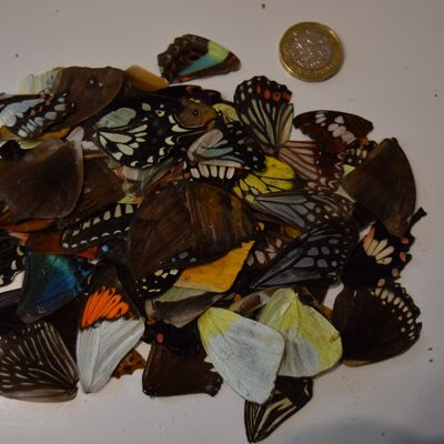 Natural butterfly wings - 5 pieces/pack , natural-butterfly-wings-5-pieces-pack-0
