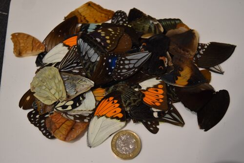 Natural butterfly wings - 5 pieces/pack , natural-butterfly-wings-5-pieces-pack-1