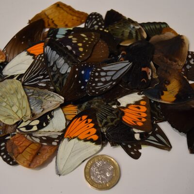 Natürliche Schmetterlingsflügel - 5 Stück/Packung, natürliche Schmetterlingsflügel-5-Stück-Packung-1
