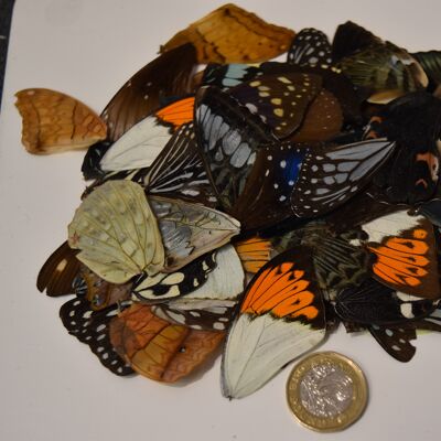 Natural butterfly wings - 5 pieces/pack , natural-butterfly-wings-5-pieces-pack-1