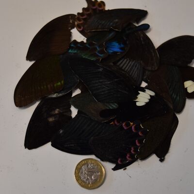 Ali di farfalla naturali - 5 pezzi/confezione, ali-di-farfalla naturali-5-pezzi-confezione-2