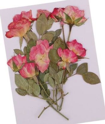 Boutons de roses aux brunchs - 10 pièces , boutons-de-roses-aux-brunchs-10-pieces
