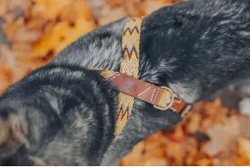 Peruvian Gold Harness