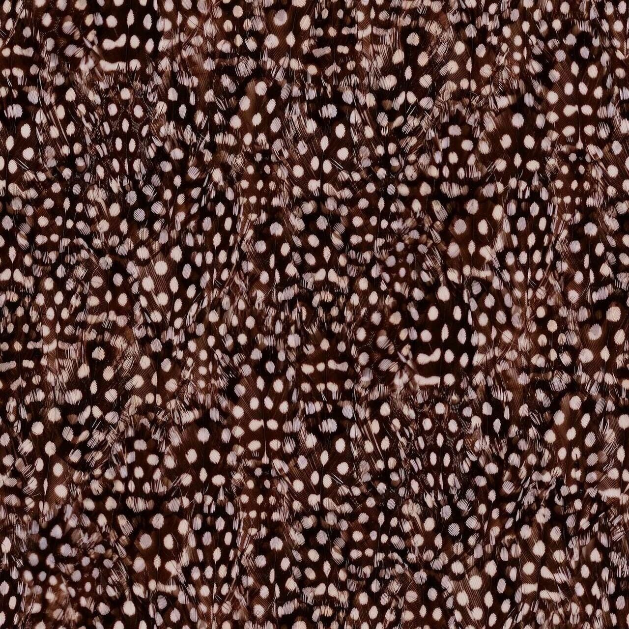 Carta da parati con piume di uccello chiazzato