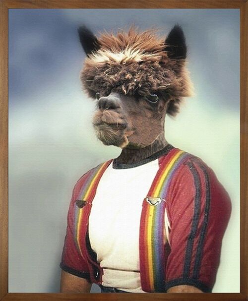 Anthony Alpaca Canvas