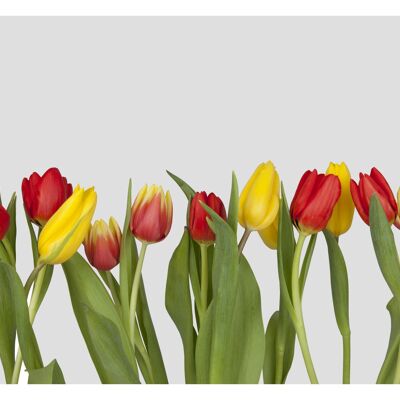 Dutch Tulips23842971
