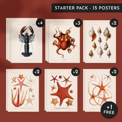 Discovery Pack - Crostacei e crostacei - 15 poster 30x40cm