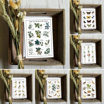 Lot de cartes de graines naturelles 2