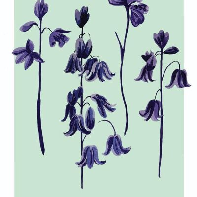 Bluebell Bloom Print A4