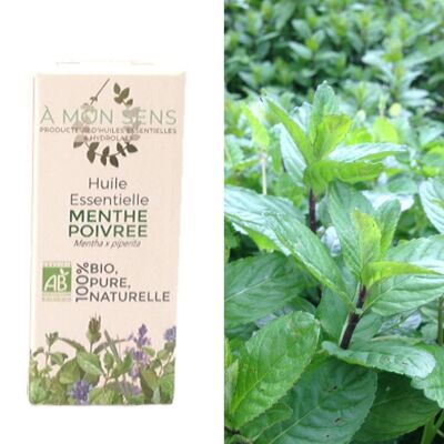 Olio essenziale di menta piperita biologico della Borgogna
