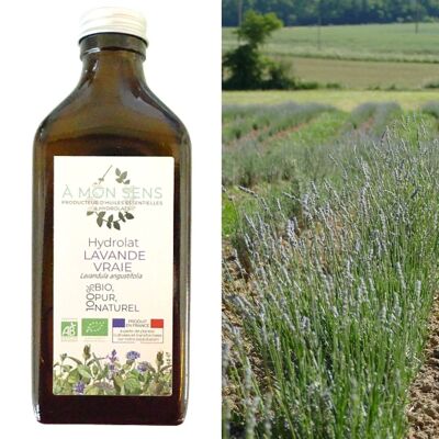 Bio Lavendel Hydrosol aus Burgund