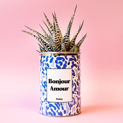 Cactus - Bonjour Amour - cadeau de Saint Valentin
