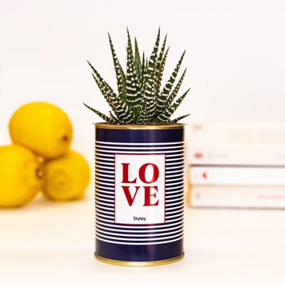 Cactus o suculenta - AMOR - Regalo de San Valentin