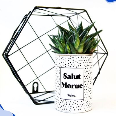 Cactus - Salut Morue