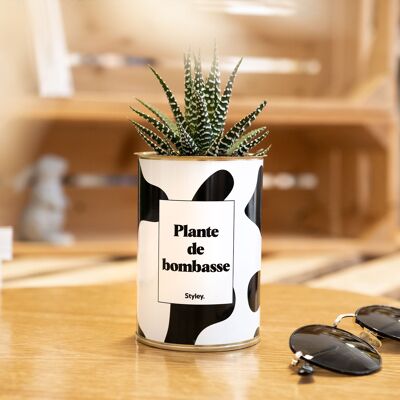 Kaktus - Hottie-Pflanze