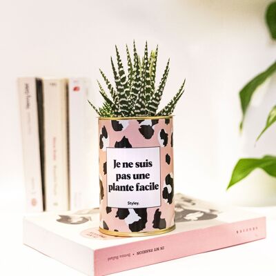 Cactus - No soy una planta fácil