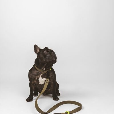 Dog leash, ring leash, city leash - olive