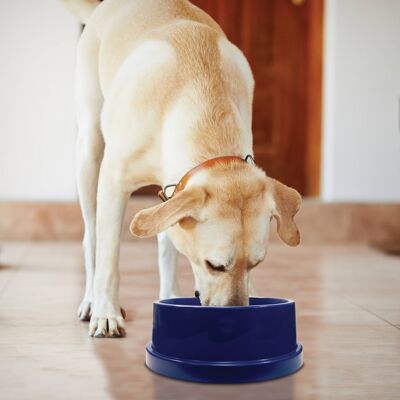 Refreshing bowl for dogs and cats