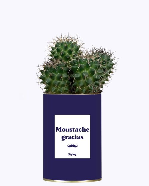Cactus - Moustache Gracias