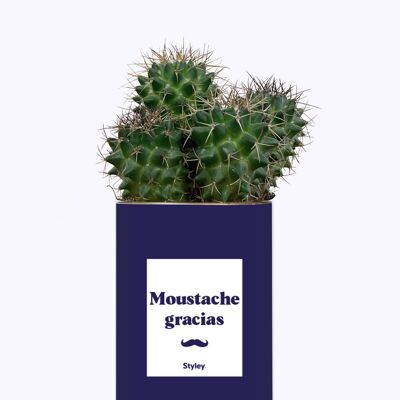 Cactus - Moustache Gracias