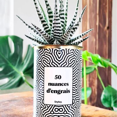 Kaktus - 50 Düngernuancen