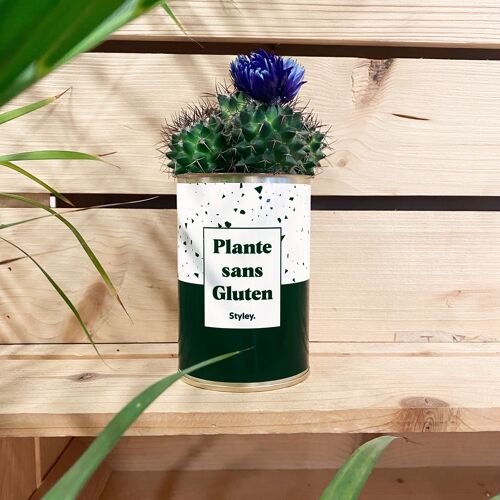 Cactus - Plante sans Gluten