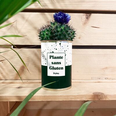 Cactus - Gluten Free Plant