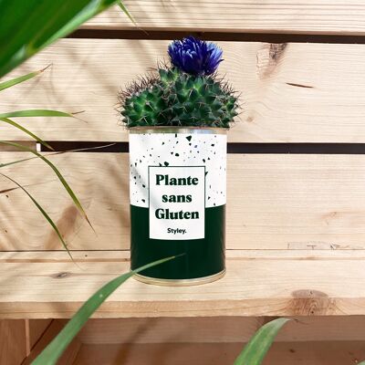 Cactus - Plante sans Gluten