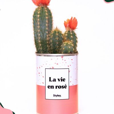 Cactus - La vida en rosa