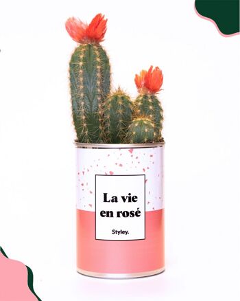 Cactus - La vie en rosé