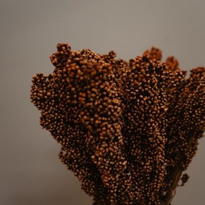 dried Indian Cornus 1 bunch