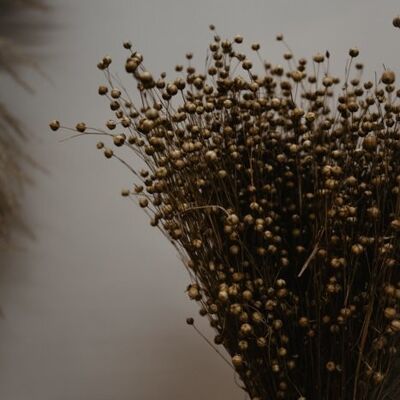 dried lino flax