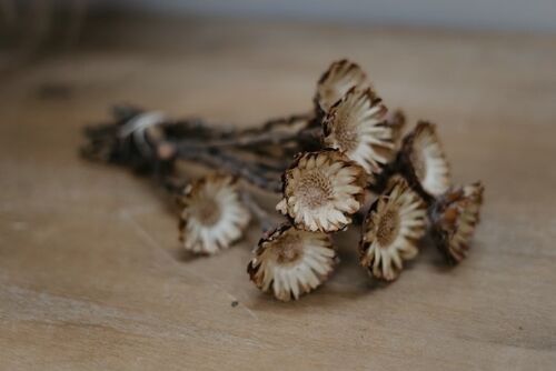 Trockenblumen - getrocknete Strohblume - Helichrysum