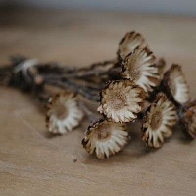 Dried Flowers - Dried Strawflower - Helichrysum
