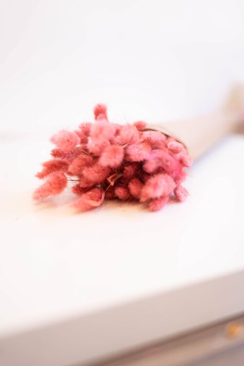 getrockneter Lagurus, verschiedene Farben - Pink