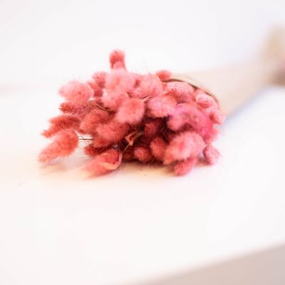 lagurus séchés, différentes couleurs - rose
